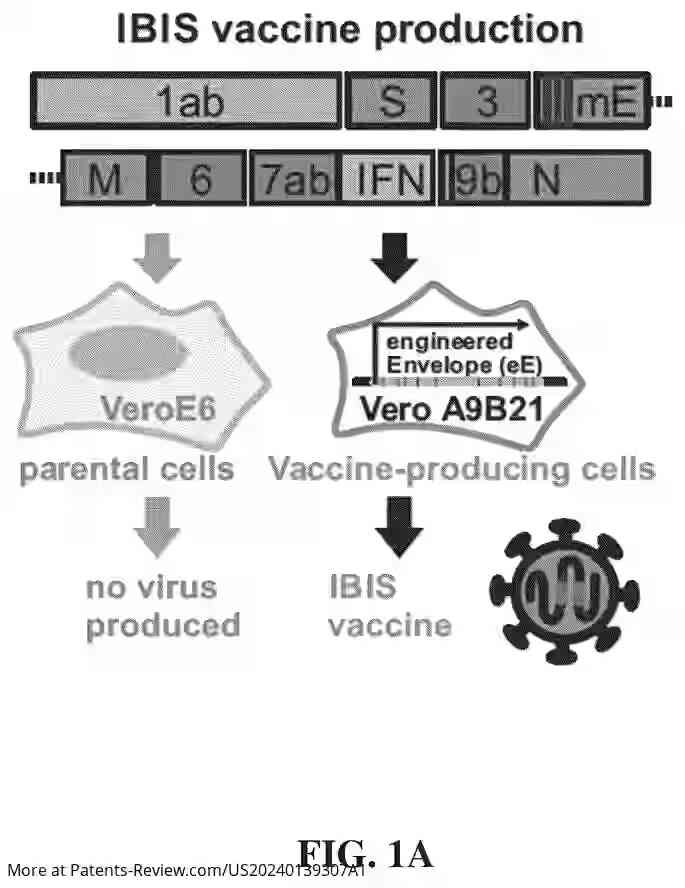 Drawing 02 for Interferon-producing universal sarbecovirus vaccines, and uses thereof