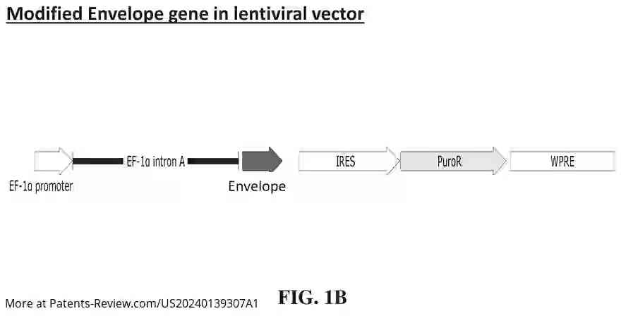 Drawing 03 for Interferon-producing universal sarbecovirus vaccines, and uses thereof