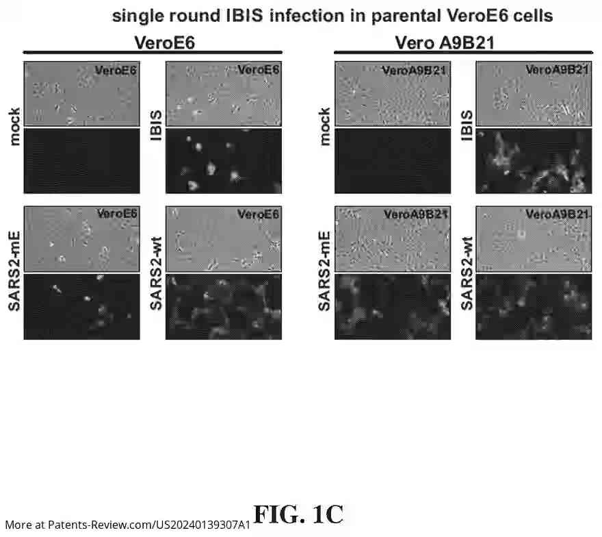 Drawing 04 for Interferon-producing universal sarbecovirus vaccines, and uses thereof