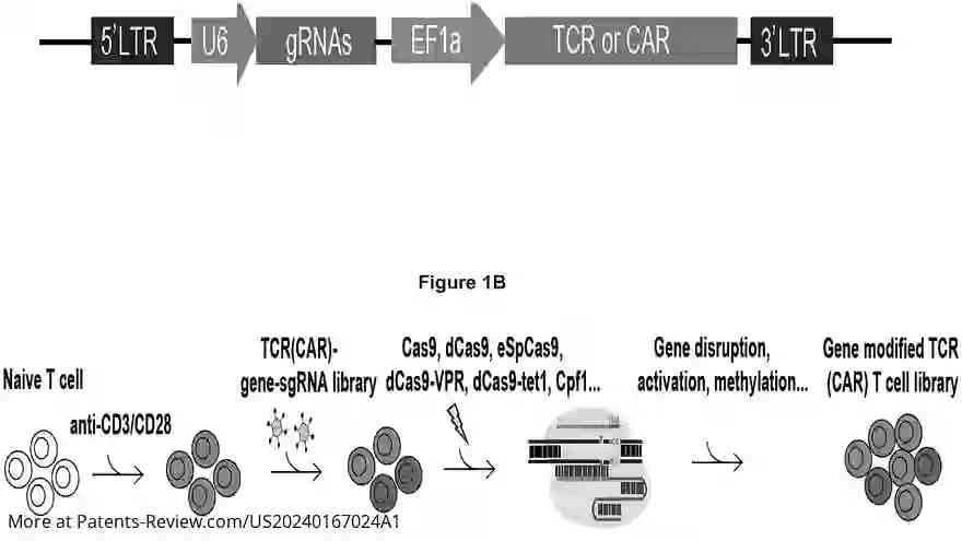 Drawing 01 for MODIFIED IMMUNE CELLS HAVIG ENHANCED FUNCTION AND METHODS FOR SCREENING THE SAME