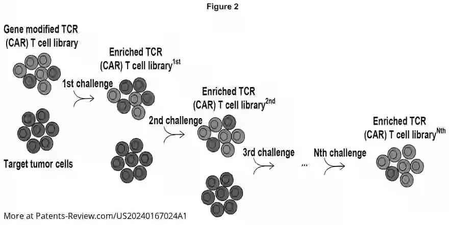 Drawing 03 for MODIFIED IMMUNE CELLS HAVIG ENHANCED FUNCTION AND METHODS FOR SCREENING THE SAME