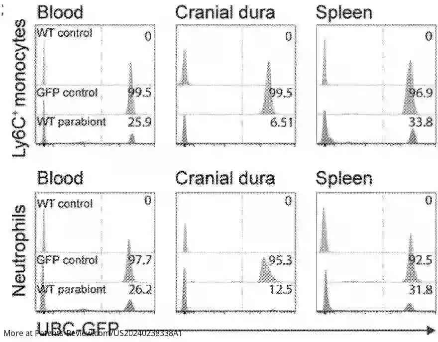 Drawing 01 for THERAPEUTIC APPLICATION OF SKULL BONE MARROW AND BRAIN BORDER-DERIVED CELLS