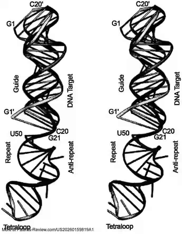 Drawing 01 for ENGINEERING OF SYSTEMS, METHODS AND OPTIMIZED GUIDE COMPOSITIONS WITH NEW ARCHITECTURES FOR SEQUENCE MANIPULATION